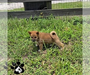Shiba Inu Puppy for sale in LAKELAND, FL, USA