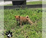 Small Shiba Inu