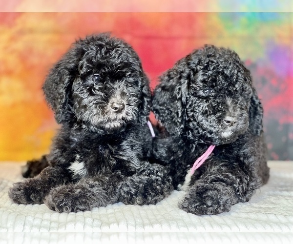 Medium Photo #2 Labradoodle Puppy For Sale in BURNS, TN, USA