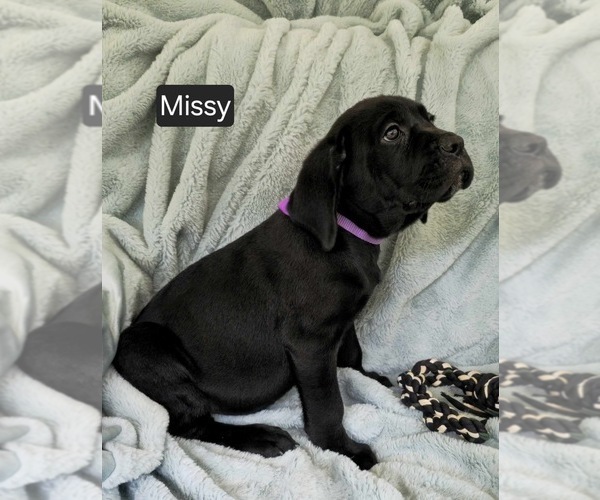 Medium Photo #3 Cane Corso Puppy For Sale in MINERAL WELLS, WV, USA