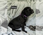 Small #2 Cane Corso