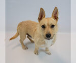 Small #6 Pembroke Welsh Corgi Mix
