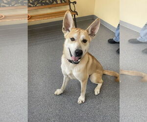 Huskies -Unknown Mix Dogs for adoption in Low Moor, VA, USA