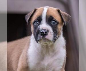 Boxer-Unknown Mix Dogs for adoption in San Diego, CA, USA