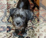 Small #2 Mutt