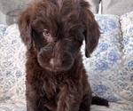 Small Photo #11 Schnoodle (Giant) Puppy For Sale in ANDERSON, CA, USA