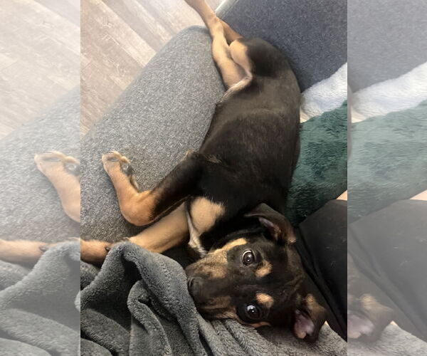 Medium Photo #4 Labrador Retriever-Unknown Mix Puppy For Sale in Rockville, MD, USA