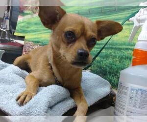 Chihuahua Dogs for adoption in Moreno Valley, CA, USA