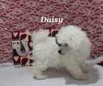 Small #4 Poodle (Toy)