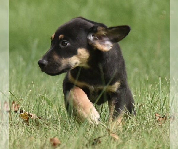 Medium Photo #10 Australian Shepherd-Unknown Mix Puppy For Sale in Mechanicsburg, PA, USA