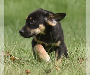 Tuba - Male Australian Shepherd-Unknown Mix Dog for Adoption - Photo #10