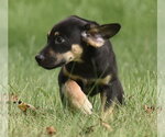 Small Photo #10 Australian Shepherd-Unknown Mix Puppy For Sale in Mechanicsburg, PA, USA