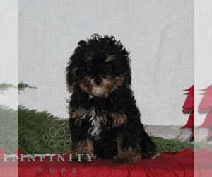 YorkiePoo Puppy for sale in RISING SUN, MD, USA