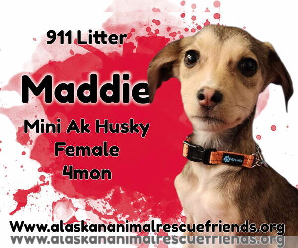 Medium Photo #1 Alaskan Klee Kai-Unknown Mix Puppy For Sale in Anchorage, AK, USA