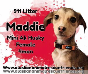 Alaskan Klee Kai-Unknown Mix Dogs for adoption in Anchorage, AK, USA