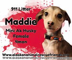 Small Alaskan Klee Kai Mix