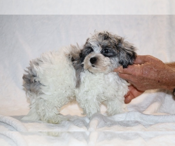 Medium Photo #11 ShihPoo Puppy For Sale in DYERSBURG, TN, USA