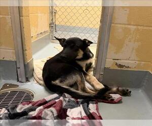 German Shepherd Dog-Unknown Mix Dogs for adoption in Tulsa, OK, USA