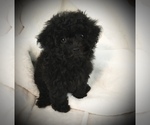 Small Photo #4 Poodle (Toy) Puppy For Sale in SAFFORD, AZ, USA