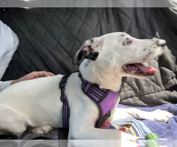 Medium Photo #6 Catahoula Leopard Dog-Labrador Retriever Mix Puppy For Sale in Sanford, FL, USA