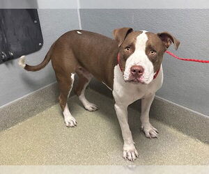 American Pit Bull Terrier-Unknown Mix Dogs for adoption in Las Vegas, NV, USA
