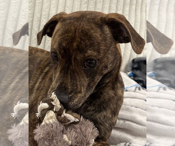 Medium Photo #3 Mountain Cur-Unknown Mix Puppy For Sale in Jefferson, NJ, USA