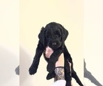 Puppy Black Goldendoodle (Miniature)