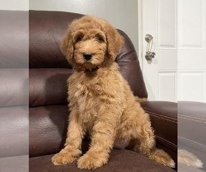 Goldendoodle Puppy for Sale in CHICAGO, Illinois USA