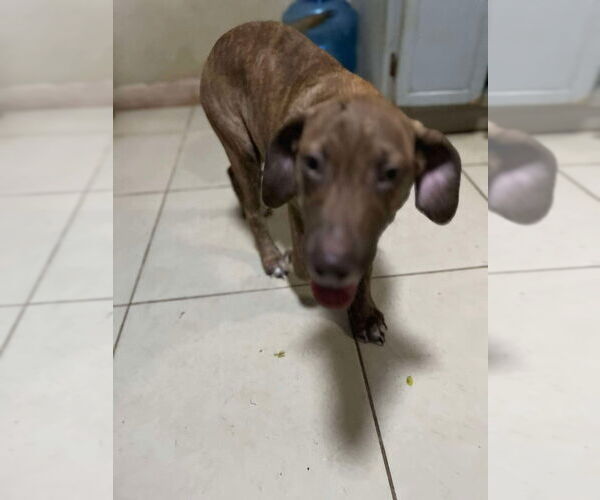 Medium Photo #4 Dachshund-Unknown Mix Puppy For Sale in San Diego, CA, USA