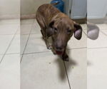 Small #3 Dachshund Mix