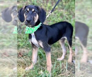 Coonhound-Unknown Mix Dogs for adoption in Rockaway, NJ, USA