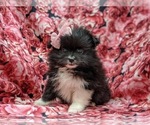 Small Photo #1 Pomeranian Puppy For Sale in QUARRYVILLE, PA, USA