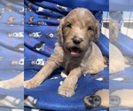 Small Photo #13 English Cream Golden Retriever-Poodle (Standard) Mix Puppy For Sale in DEARBORN, MO, USA