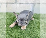 Small #6 French Bulldog