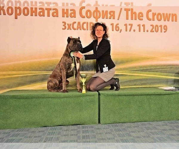 Medium Photo #1 Cane Corso Puppy For Sale in Sofia, Sofia-Capital, Bulgaria