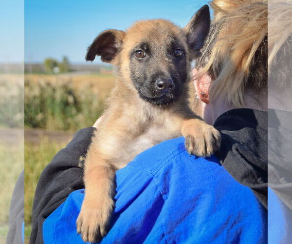 Medium Photo #5 German Shepherd Dog-Unknown Mix Puppy For Sale in Huntley, IL, USA