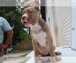 Puppy 5 American Bully
