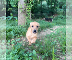 Small #5 Mutt