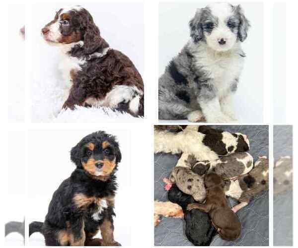 Medium Photo #8 Aussiedoodle Miniature  Puppy For Sale in ROCK HILL, SC, USA