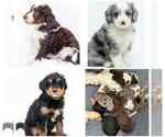 Small #1 Aussiedoodle Miniature 