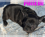 Small Photo #5 French Bulldog Puppy For Sale in CLARKSTON, UT, USA
