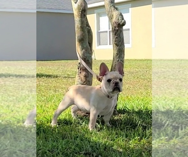 Medium Photo #1 French Bulldog Puppy For Sale in ALAFAYA, FL, USA