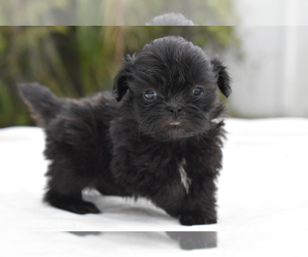 Medium Photo #5 Shih Tzu Puppy For Sale in PALM COAST, FL, USA