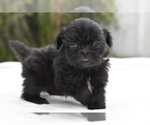 Small #4 Shih Tzu