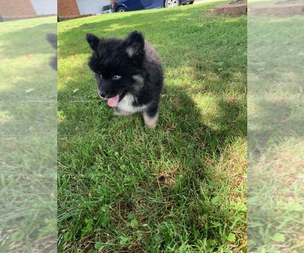 Medium Photo #11 Pomsky Puppy For Sale in WHEELERSBURG, OH, USA