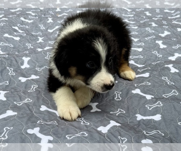 Medium Photo #1 Australian Shepherd Puppy For Sale in SALISBURY, NC, USA