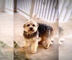 Small #3 Maltese Mix