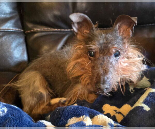 Medium Photo #4 Mutt Puppy For Sale in Salt Lake City, UT, USA