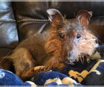 Small #3 Mutt