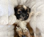 Small Photo #5 Shih Tzu Puppy For Sale in GILBERT, AZ, USA